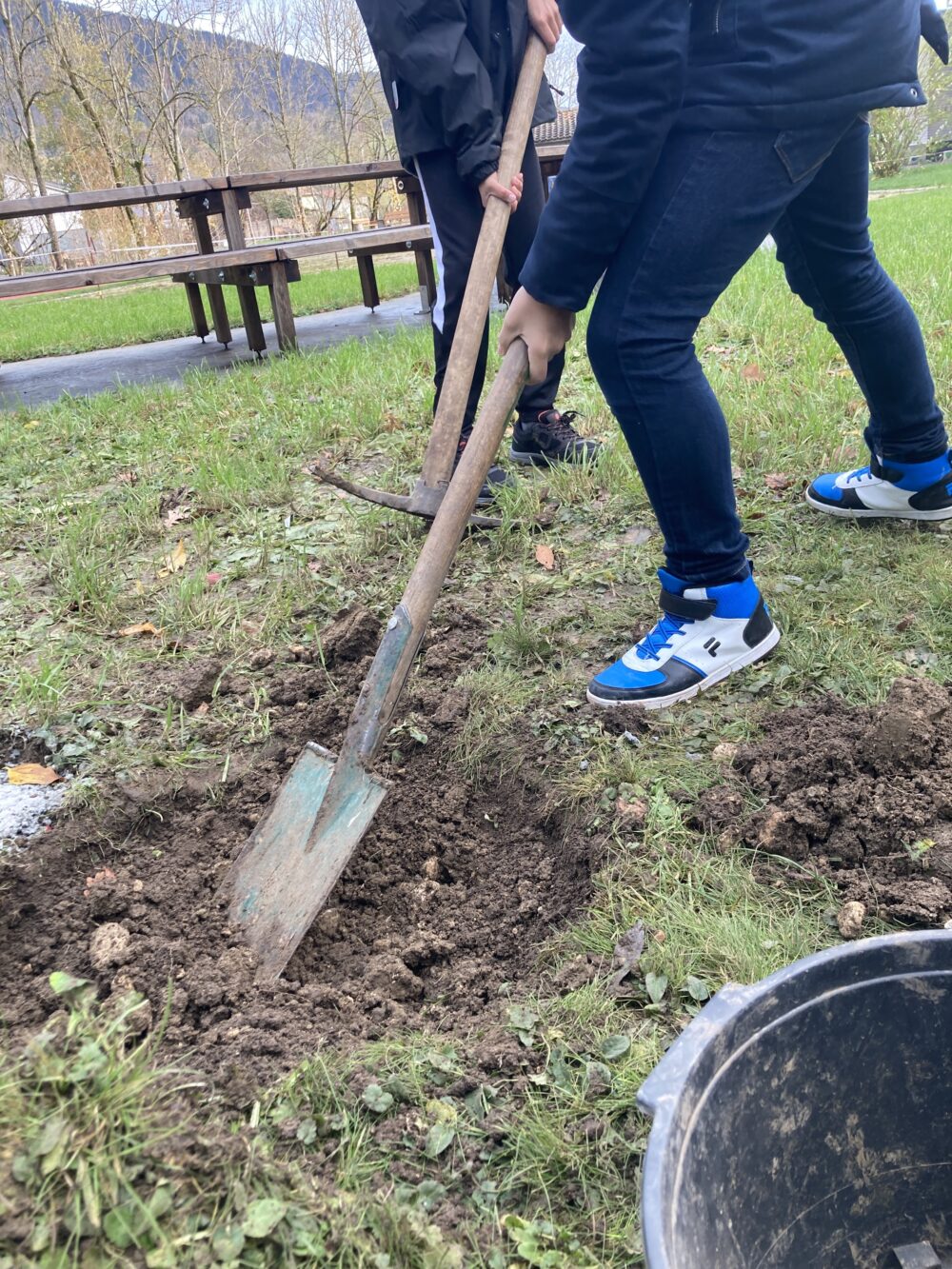 aménagement - plantation. Les élèves secondaires creusent des trous.