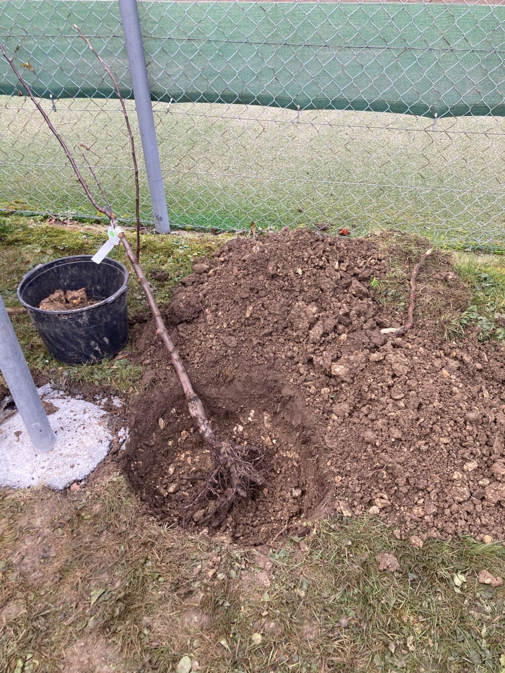 Planter des arbres. Planter des arbres